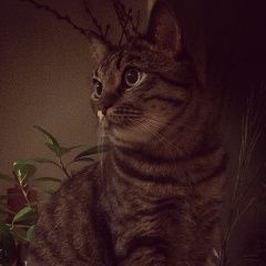Подробнее об объявлении «Пропал кот Королев» Фото: пропала кошка  «Пропал кот Королев» в г. Королев