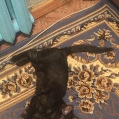 Подробнее об объявлении «Пропала кошка черная кошка 9 месяцев Москва» Фото: пропала кошка  «Пропала кошка черная кошка 9 месяцев Москва» в г. Москва