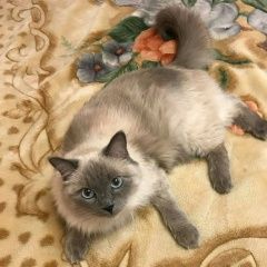 Подробнее об объявлении «Пропала кошка Краснодар» Фото: пропала кошка Невская маскарадная «Пропала кошка Краснодар» в г. Краснодар