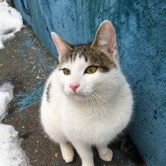 Подробнее об объявлении «Пропал кот. нагатино-садовники Москва» Фото: пропала кошка  «Пропал кот. нагатино-садовники Москва» в г. Москва