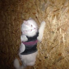 Подробнее об объявлении «Жуковский Пропал кот любимый кот» Фото: пропала кошка  «Жуковский Пропал кот любимый кот» в г. Жуковский