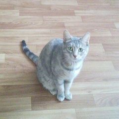 Подробнее об объявлении «Пропала кошка м.отрадное Москва» Фото: пропала кошка  «Пропала кошка м.отрадное Москва» в г. Москва