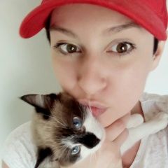 Подробнее об объявлении «Пропала кошка Полтава» Фото: пропала кошка  «Пропала кошка Полтава» в г. Полтава