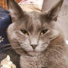 Подробнее об объявлении «Екатеринбург Пропал кот серого окраса» Фото: пропала кошка  «Екатеринбург Пропал кот серого окраса» в г. Екатеринбург