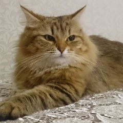 Подробнее об объявлении «Пропала кошка Москва» Фото: пропала кошка Сибирская «Пропала кошка Москва» в г. Москва