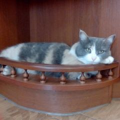 Подробнее об объявлении «Пропала кошка Астрахань» Фото: пропала кошка  «Пропала кошка Астрахань» в г. Астрахань