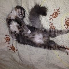 Подробнее об объявлении «Пропала кошка Софрино» Фото: пропала кошка  «Пропала кошка Софрино» в г. Софрино