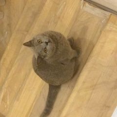 Подробнее об объявлении «Тула Пропал кот» Фото: пропала кошка Британская короткошерстная «Тула Пропал кот» в г. Тула