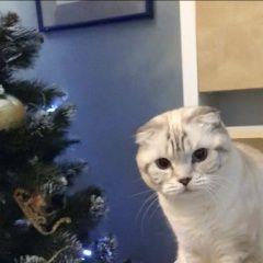 Подробнее об объявлении «Москва Пропала кошка варшавское шоссе, 152/7» Фото: пропала кошка >  Скоттиш фолд (шотландская вислоухая) и  скоттиш страйт «Москва Пропала кошка варшавское шоссе, 152/7» в г. Москва