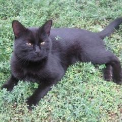 Подробнее об объявлении «Пропал кот Оренбург» Фото: пропала кошка  «Пропал кот Оренбург» в г. Оренбург