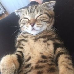Подробнее об объявлении «Пропал кот шотландский кот Омск» Фото: пропала кошка Шотландская вислоухая «Пропал кот шотландский кот Омск» в г. Омск