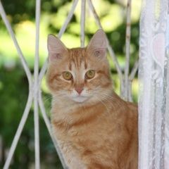Подробнее об объявлении «Нижний Новгород Пропал кот» Фото: пропала кошка  «Нижний Новгород Пропал кот» в г. Нижний Новгород