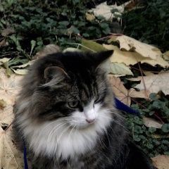 Подробнее об объявлении «Пропал кот Москва» Фото: пропала кошка  «Пропал кот Москва» в г. Москва