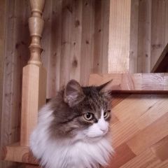 Подробнее об объявлении «Апрелевка Пропал кот масик» Фото: пропала кошка  «Апрелевка Пропал кот масик» в г. Апрелевка