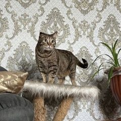 Подробнее об объявлении «Пропал кот ищем твикса Омск» Фото: пропала кошка  «Пропал кот ищем твикса Омск» в г. Омск