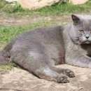 Подробнее об объявлении «Чехов Пропал кот британец у ст. столбовая-д. дмитровка» Фото: пропала кошка Британская короткошерстная «Чехов Пропал кот британец у ст. столбовая-д....» в г. Чехов