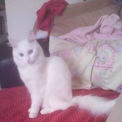 Подробнее об объявлении «Икша Пропала кошка масяня» Фото: пропала кошка Турецкая ангора «Икша Пропала кошка масяня» в г. Икша