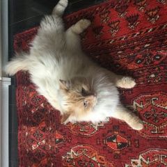 Подробнее об объявлении «Нахабино Пропал кот» Фото: пропала кошка  «Нахабино Пропал кот» в г. Нахабино