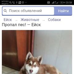 Подробнее об объявлении «Ейск Пропала собака кобель» Фото: пропала собака Сибирская хаски «Ейск Пропала собака кобель» в г. Ейск