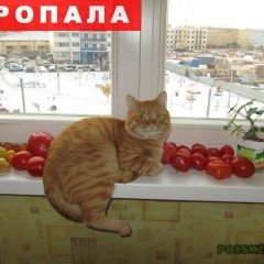 Подробнее об объявлении «Красноярск Пропал кот рыжий кот» Фото: пропала кошка  «Красноярск Пропал кот рыжий кот» в г. Красноярск