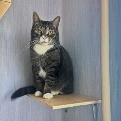 Подробнее об объявлении «Пропала кошка Санкт-Петербург» Фото: пропала кошка  «Пропала кошка Санкт-Петербург» в г. Санкт-Петербург