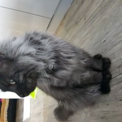 Подробнее об объявлении «Краснодар Пропал кот» Фото: пропала кошка  «Краснодар Пропал кот» в г. Краснодар