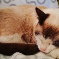 Подробнее об объявлении «Пропал кот Москва» Фото: пропала кошка  «Пропал кот Москва» в г. Москва