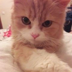 Подробнее об объявлении «Лобня Пропал кот» Фото: пропала кошка  «Лобня Пропал кот» в г. Лобня