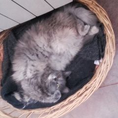 Подробнее об объявлении «Нахабино Пропала кошка дымка» Фото: пропала кошка  «Нахабино Пропала кошка дымка» в г. Нахабино