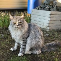 Подробнее об объявлении «Пропал кот Санкт-Петербург» Фото: пропала кошка Мейн-кун «Пропал кот Санкт-Петербург» в г. Санкт-Петербург