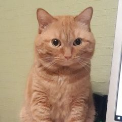 Подробнее об объявлении «Пропал кот Томск» Фото: пропала кошка  «Пропал кот Томск» в г. Томск