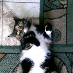 Подробнее об объявлении «Пропала кошка Троицк» Фото: пропала кошка  «Пропала кошка Троицк» в г. Троицк
