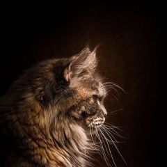 Подробнее об объявлении «Красноярск Пропал кот» Фото: пропала кошка  «Красноярск Пропал кот» в г. Красноярск