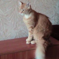 Подробнее об объявлении «Севастополь Пропал кот рыжий кот» Фото: пропала кошка  «Севастополь Пропал кот рыжий кот» в г. Севастополь