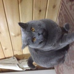 Подробнее об объявлении «Сургут Пропал кот» Фото: пропала кошка Британская короткошерстная «Сургут Пропал кот» в г. Сургут