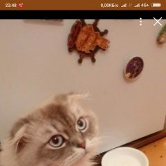 Подробнее об объявлении «Химки Пропал кот» Фото: пропала кошка  «Химки Пропал кот» в г. Химки