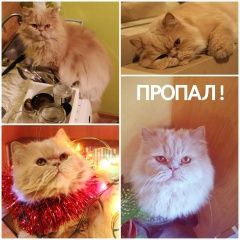 Подробнее об объявлении «Пропал кот перс Санкт-Петербург» Фото: пропала кошка Персидская «Пропал кот перс Санкт-Петербург» в г. Санкт-Петербург