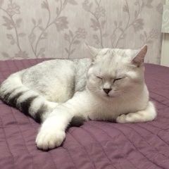 Подробнее об объявлении «Пропал кот Королев» Фото: пропала кошка Британская короткошерстная «Пропал кот Королев» в г. Королев