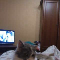 Подробнее об объявлении «Адлер Пропала кошка» Фото: пропала кошка  «Адлер Пропала кошка» в г. Адлер