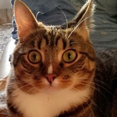 Подробнее об объявлении «Чехов Пропал кот нашедшему вознаграждение10000» Фото: пропала кошка  «Чехов Пропал кот нашедшему вознаграждение10000» в г. Чехов