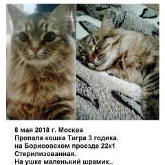 Подробнее об объявлении «Пропала кошка в москве Москва» Фото: пропала кошка  «Пропала кошка в москве Москва» в г. Москва