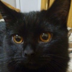 Подробнее об объявлении «Брянск Пропал кот» Фото: пропала кошка  «Брянск Пропал кот» в г. Брянск