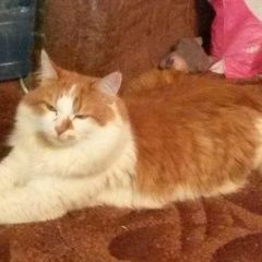Подробнее об объявлении «Пропал кот рыже-белого цвета Москва» Фото: пропала кошка Сибирская «Пропал кот рыже-белого цвета Москва» в г. Москва