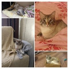 Подробнее об объявлении «Пропала кошка Санкт-Петербург» Фото: пропала кошка  «Пропала кошка Санкт-Петербург» в г. Санкт-Петербург