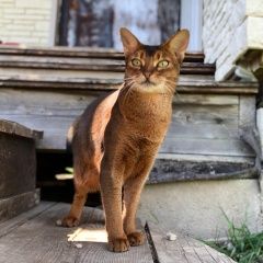 Подробнее об объявлении «Пропала кошка Москва» Фото: пропала кошка Абиссинская «Пропала кошка Москва» в г. Москва