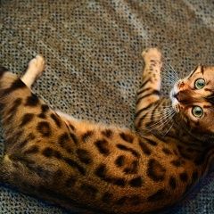 Подробнее об объявлении «Пропала кошка на м.братиславская Москва» Фото: пропала кошка Бенгальская «Пропала кошка на м.братиславская Москва» в г. Москва