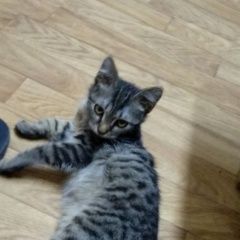 Подробнее об объявлении «Пропал котёнок г. ул.советская Дмитров» Фото: пропала кошка  «Пропал котёнок г. ул.советская Дмитров» в г. Дмитров