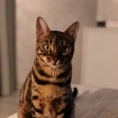 Подробнее об объявлении «Пропала кошка Москва» Фото: пропала кошка Бенгальская «Пропала кошка Москва» в г. Москва