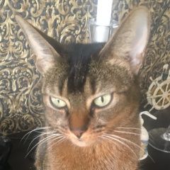 Подробнее об объявлении «Пропала кошка Звенигород» Фото: пропала кошка Абиссинская «Пропала кошка Звенигород» в г. Звенигород