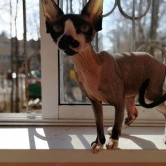 Подробнее об объявлении «Тула Пропала кошка» Фото: пропала кошка Канадский сфинкс «Тула Пропала кошка» в г. Тула